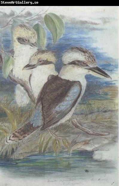 John Gould Great Brown Kingfisher (Dacelo gigantiea)